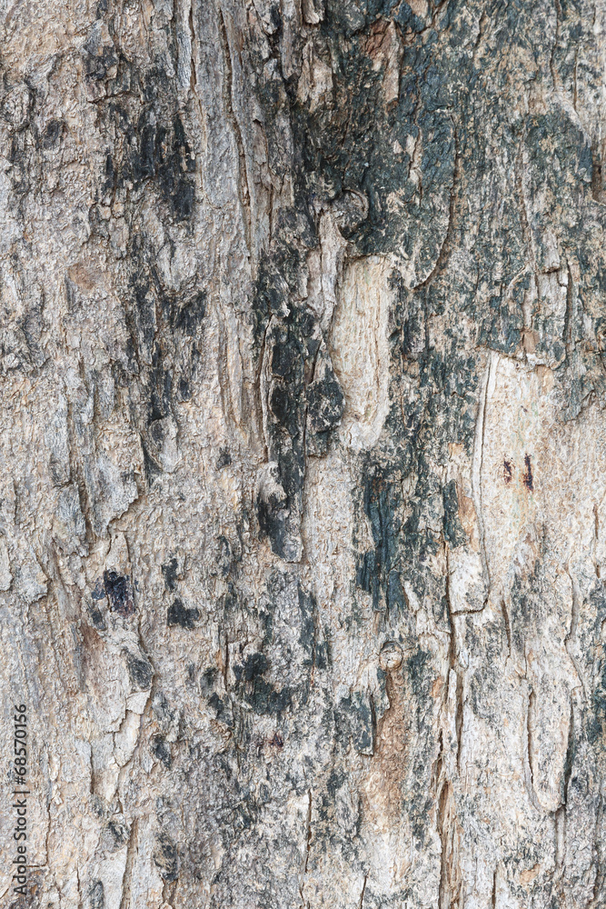 Tree bark texture wallpaper and background Tree bark texture wallpaper and background
