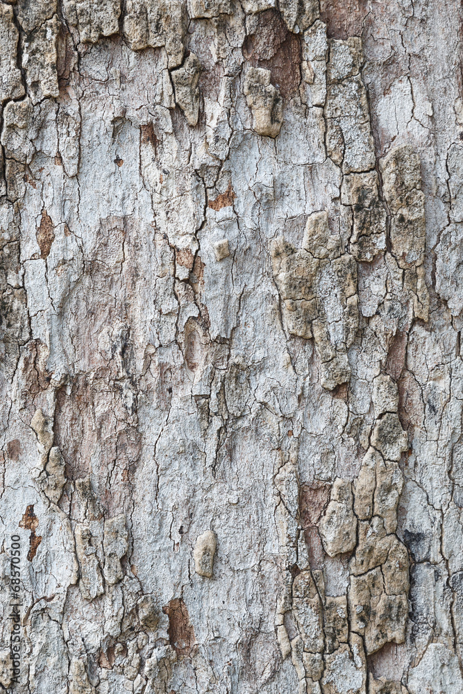 Obraz premium Tree bark texture wallpaper and background