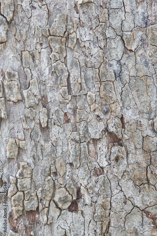 Tree bark texture wallpaper and background Tree bark texture wallpaper and background