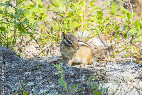 Chipmunk in the Forest © chiyacat