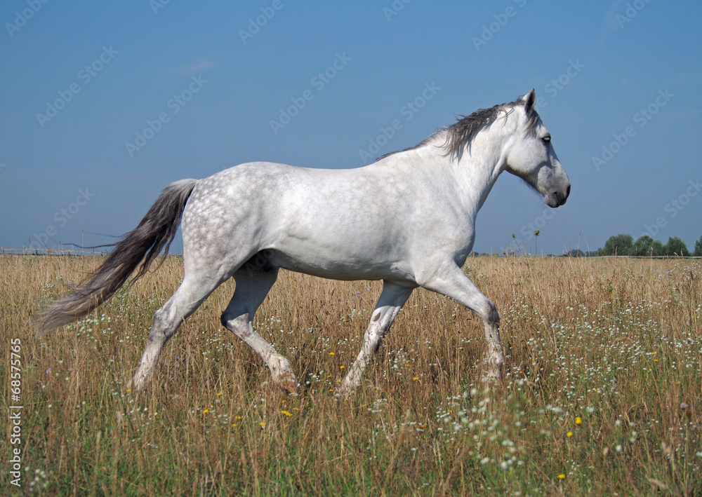 A grey horse trots on a summer pasture A grey horse trots on a summer pasture