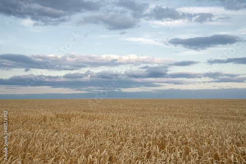 Endless wheat field