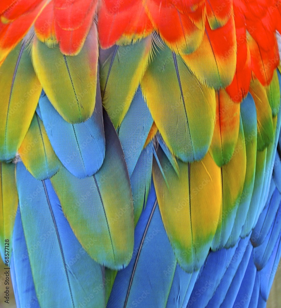 Obraz premium Macaw feather