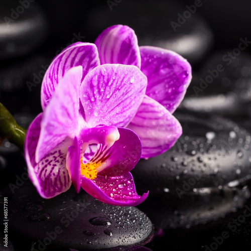 Spa concept of zen stones  blooming twig lilac stripped orchid 