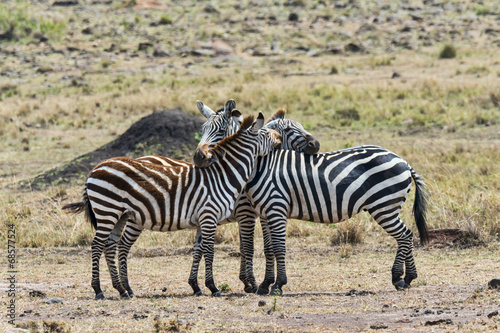 Kenia-Zebra-22712