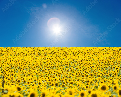 Sonnenblumenfeld