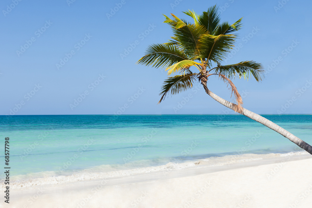 Palm Tree On Calm Beach