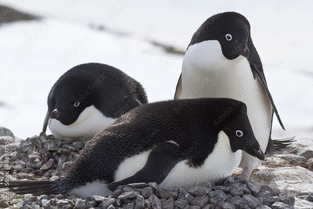 Fototapeta premium pair of Adelie penguins in on the nest next to another nest