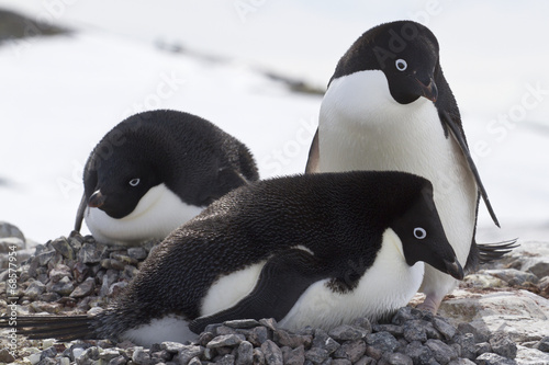 pair of Adelie penguins in on the nest next to another nest