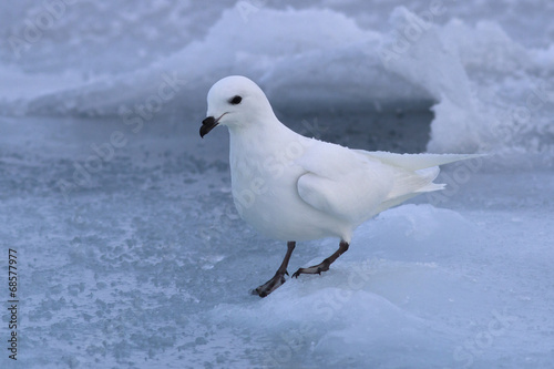 Snow petrel who sits on the ice Antarctic winter