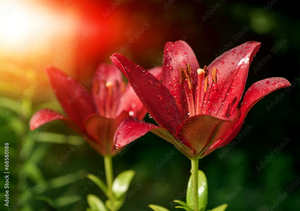 Red flowers lily. Floral background