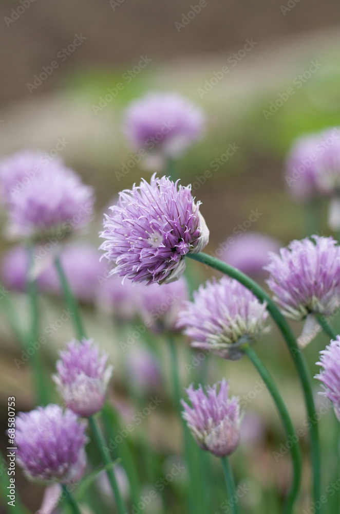 chives chives