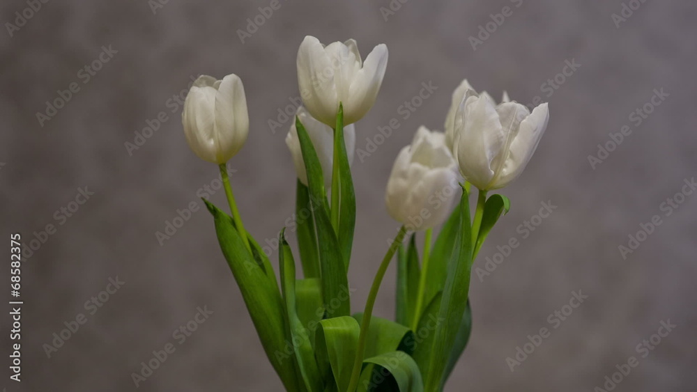 Bouquet of White Tulips Bouquet of White Tulips