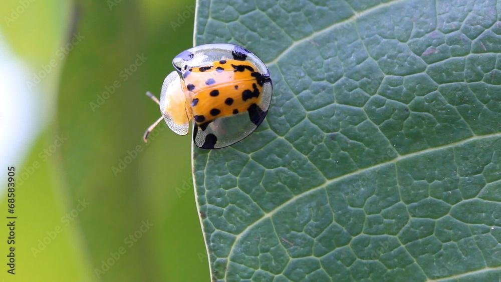 Set collection montage,macro close up lady bug on green leaf