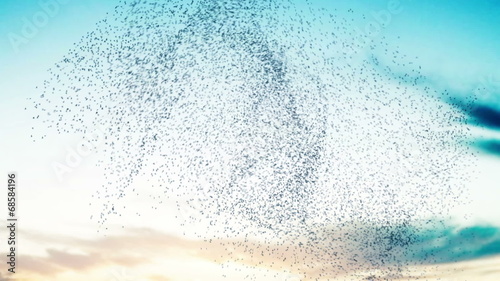 Flock of birds swarming against a sunset sky.