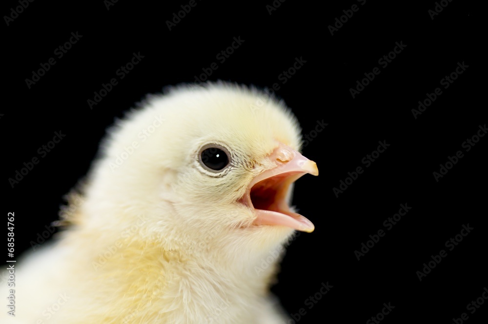 Kopf eines jungen Kükens, Nahaufnahme - dunkler Background Kopf eines jungen Kükens, Nahaufnahme - dunkler Background