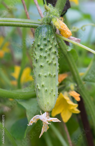 cucumber growing on a stem
