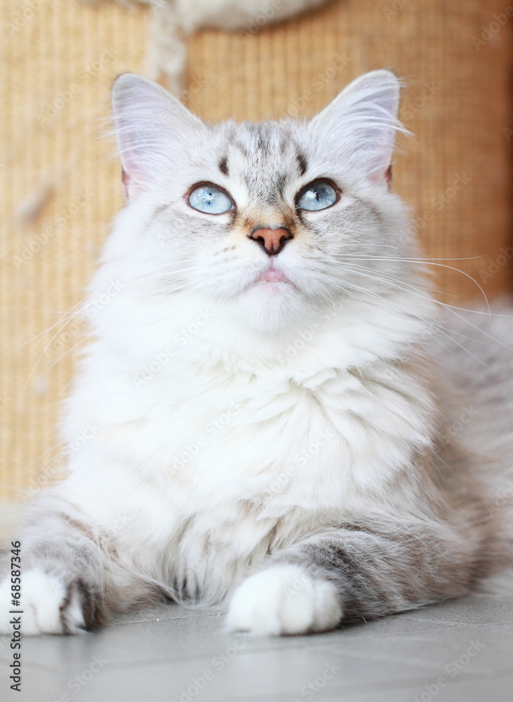 candid cat of siberian breed, female