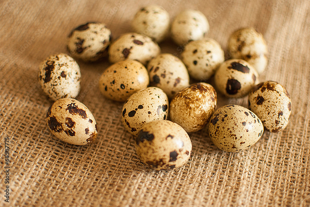 quail eggs quail eggs
