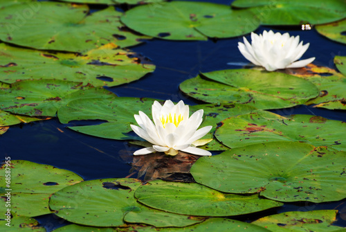 Beautiful Summer Pond Lilies in Bloom on a Summer Day