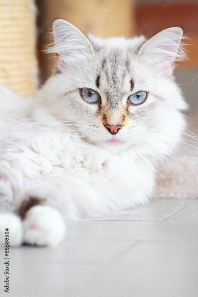 white cat of siberian breed,livestock cat