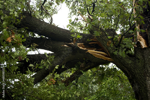 Storm Damage Large Branch