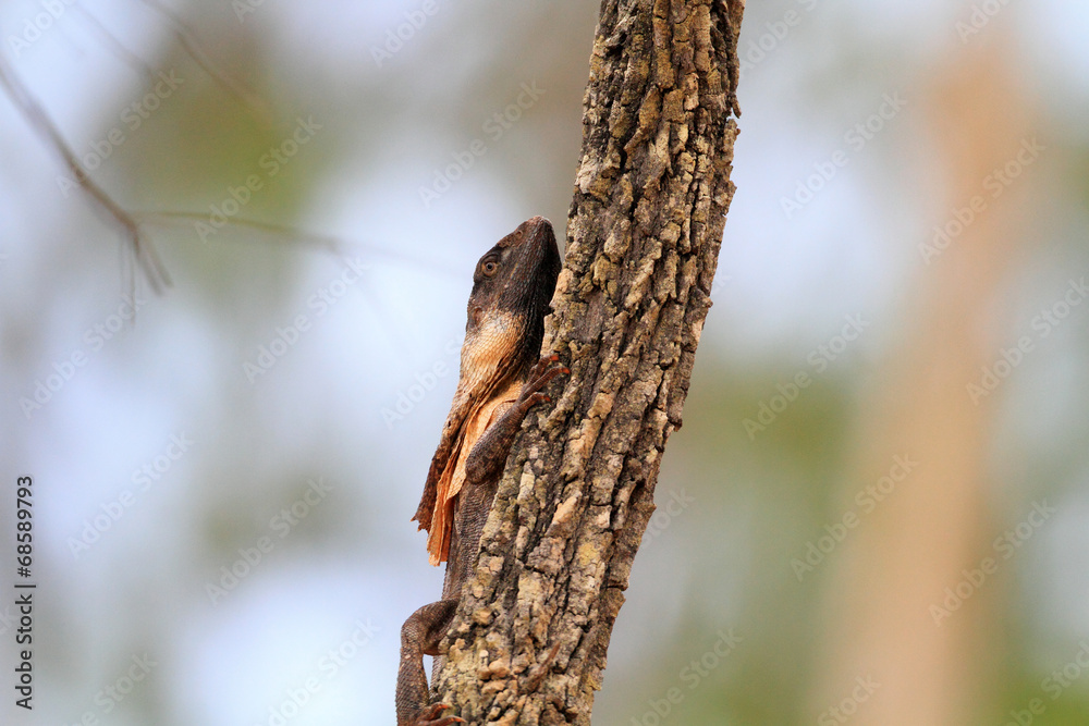 Frilled lizard (Chlamydosaurus kingii) in Cairns , Australia Frilled lizard (Chlamydosaurus kingii) in Cairns , Australia