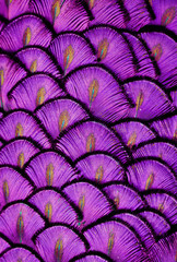Sierkussen Paars Paarse veren in close-up  © michaelfitz