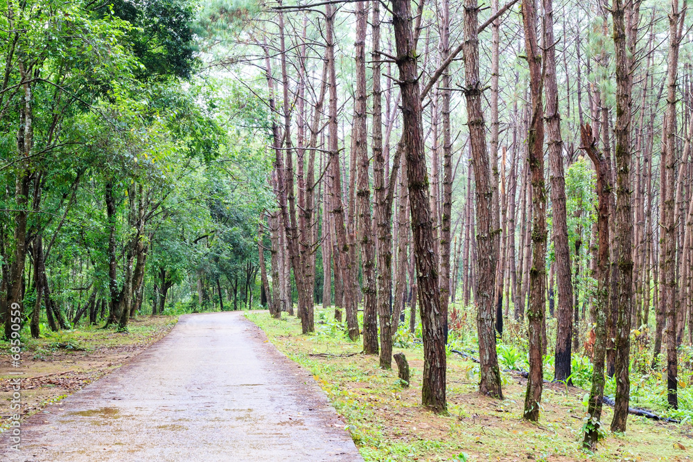 Obraz premium Coutryside road