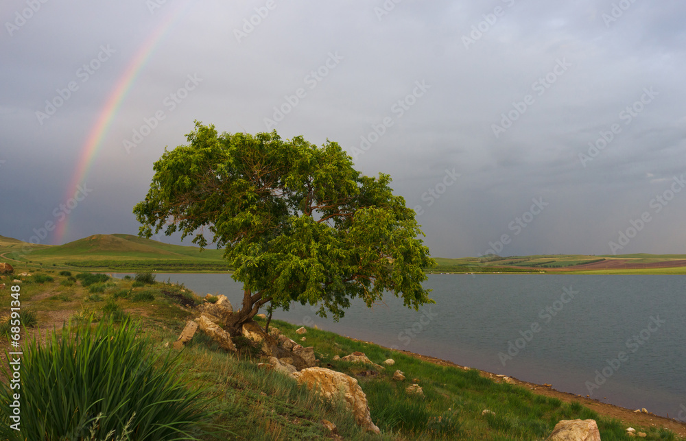 Tree and rainbow. Tree and rainbow.