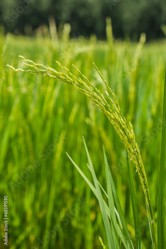 Closeup beautiful green rice plant in rice field.