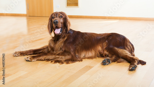 Obraz na płótnie Red Setter lying on floor