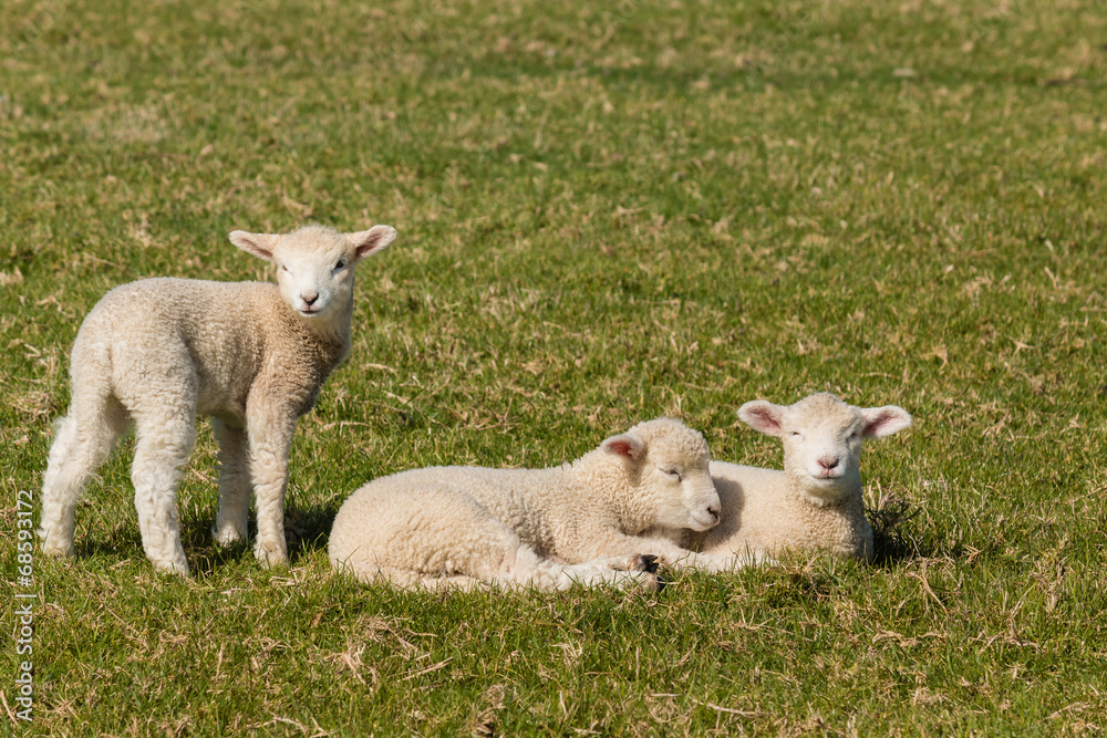 Obraz premium resting lambs