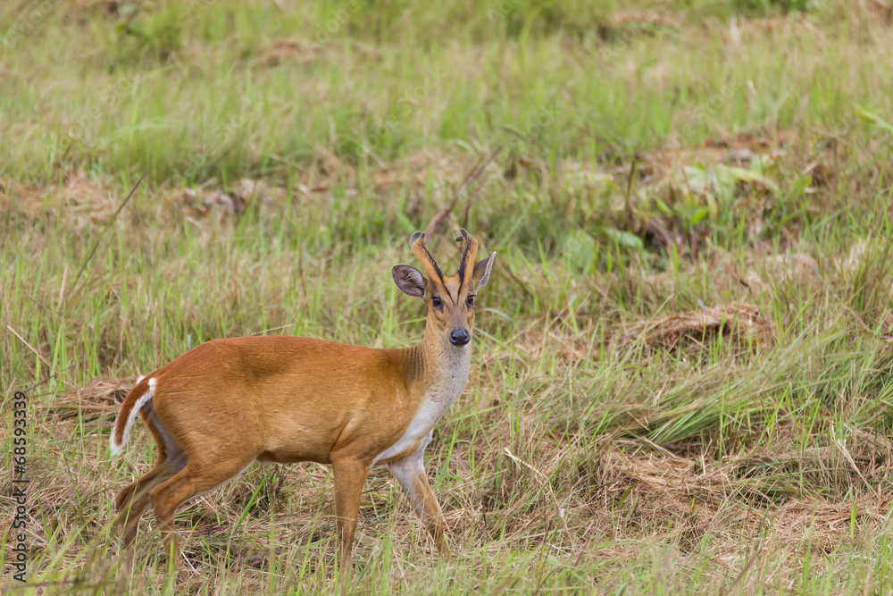 Barking deer in nature Barking deer in nature