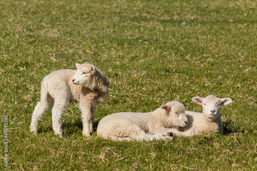 three little lambs