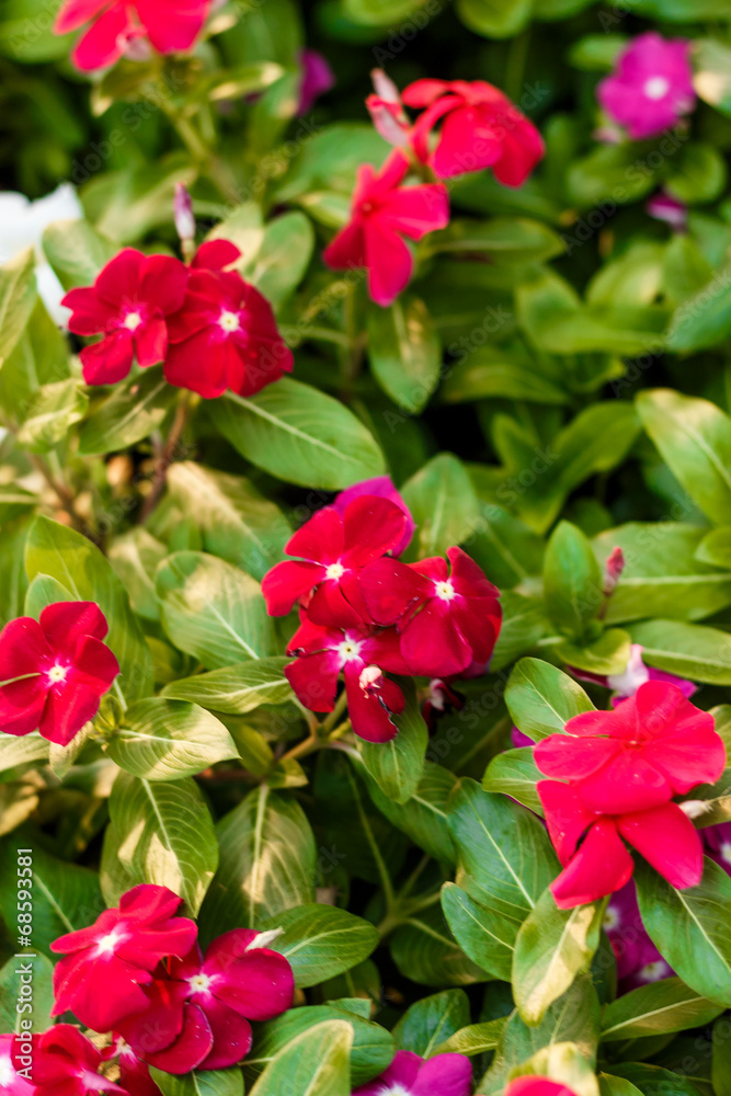 red Periwinkle flower.