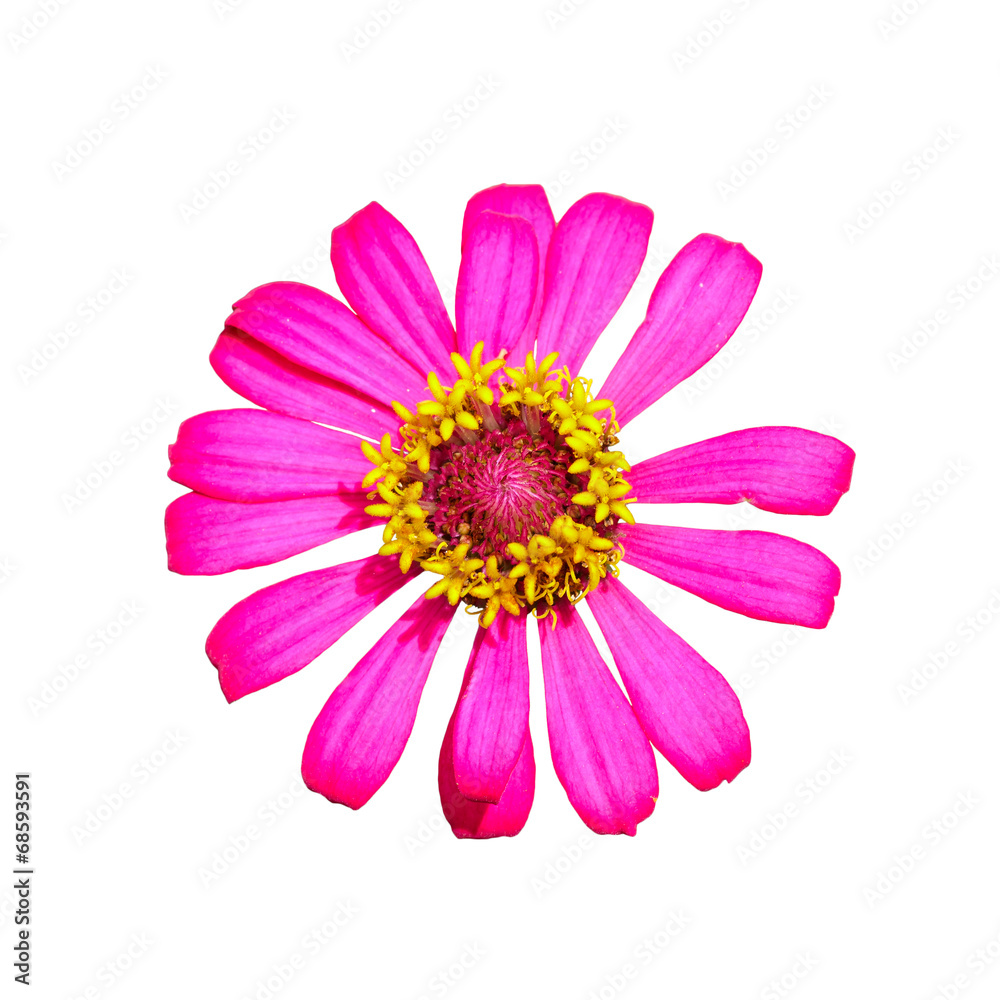 Isolated top view of pink Zinnia flower