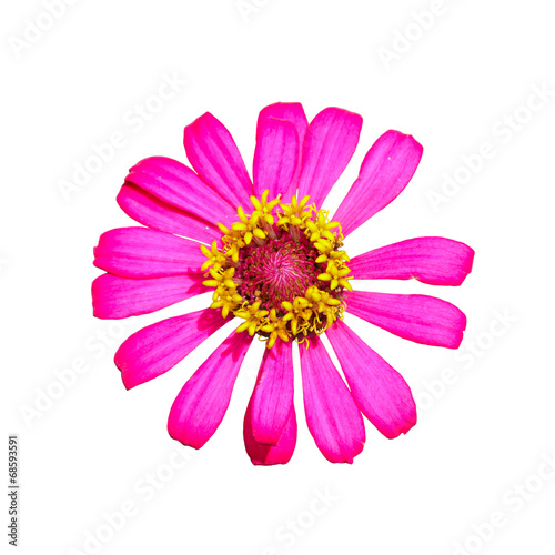 Isolated top view of pink Zinnia flower © mathisa