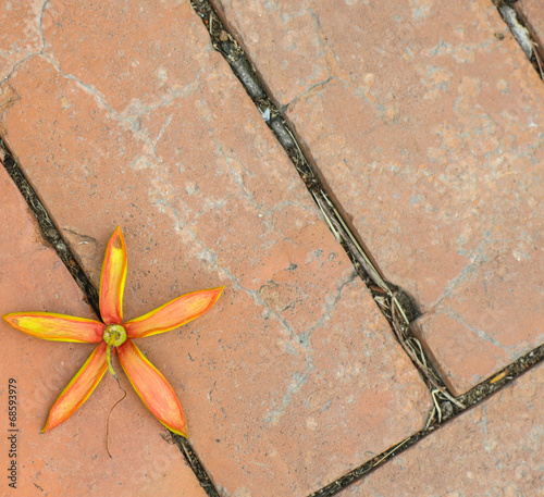 Fallen Flower on the rock floor