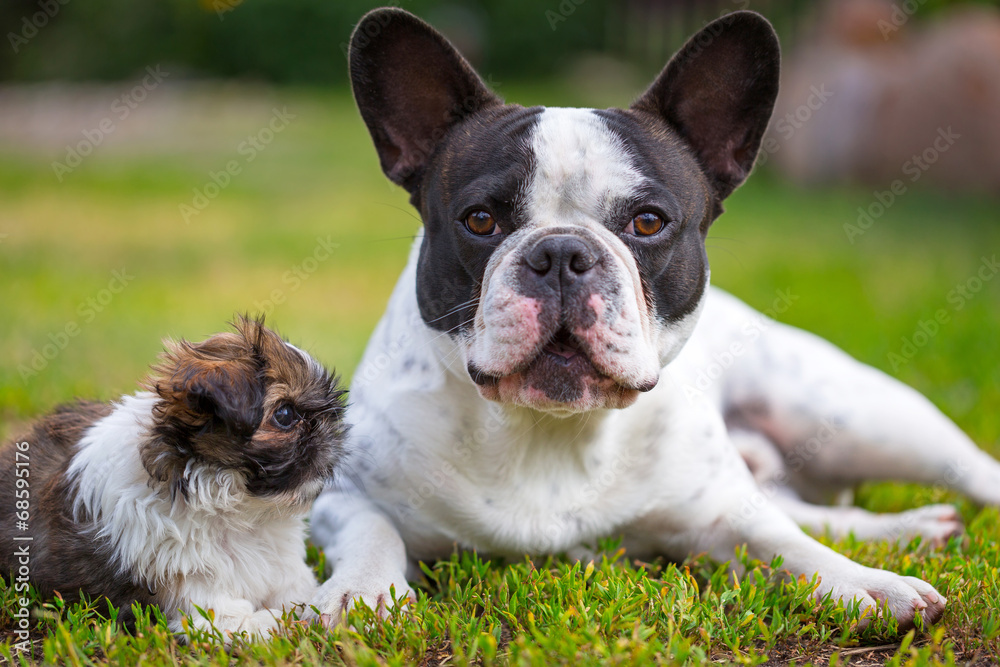French bulldog and shih tzu puppy playing in the garden French bulldog and shih tzu puppy playing in the garden