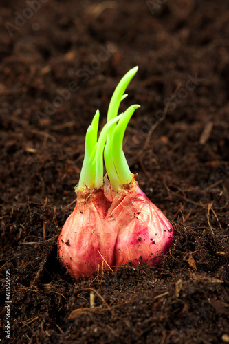 Spring onions in soil