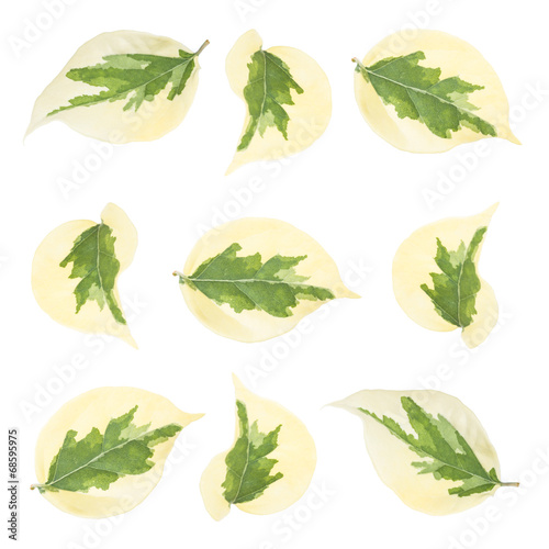 Green leaves set isolated