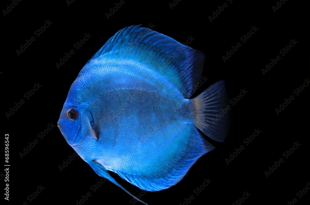 ブルーダイヤモンドディスカス Stock Photo Adobe Stock ブルーダイヤモンドディスカス Stock Photo Adobe Stock