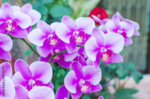 Beautiful purple orchid  phalaenopsis © nopparats