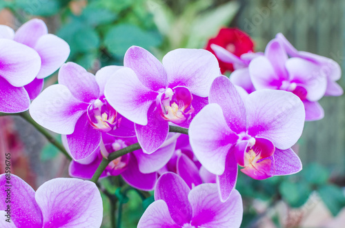 Beautiful purple orchid  phalaenopsis