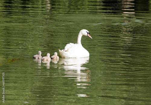 Fototapeta Naklejka Na Ścianę i Meble -  Femelle cygne et ses petits