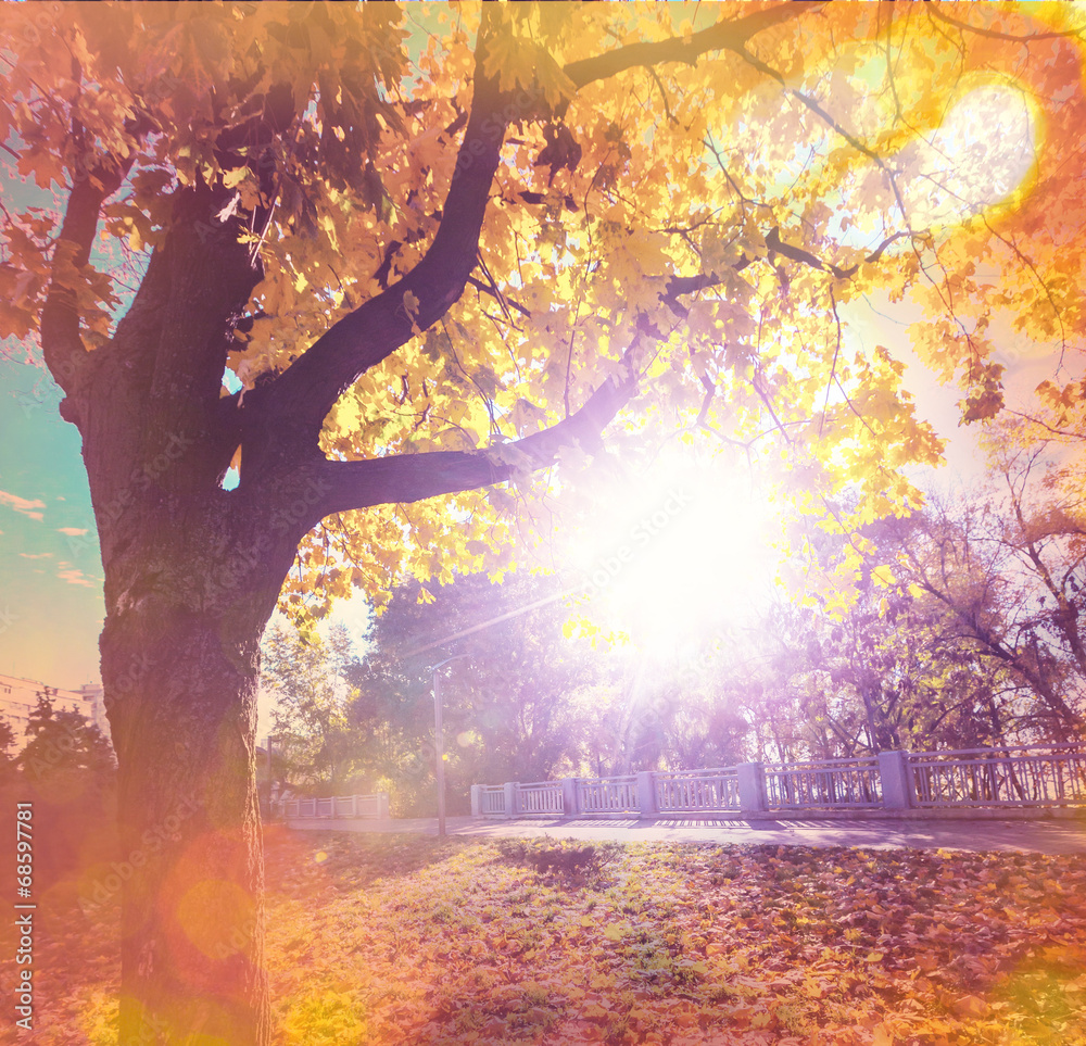 Fototapeta premium Autumn tree