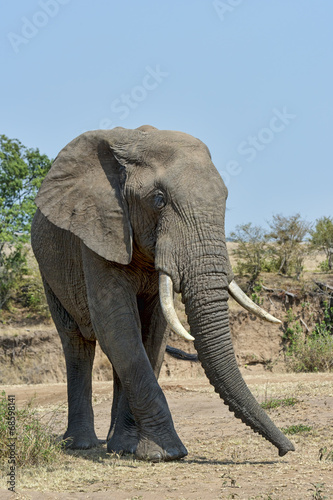 Kenia-Elefant-19584