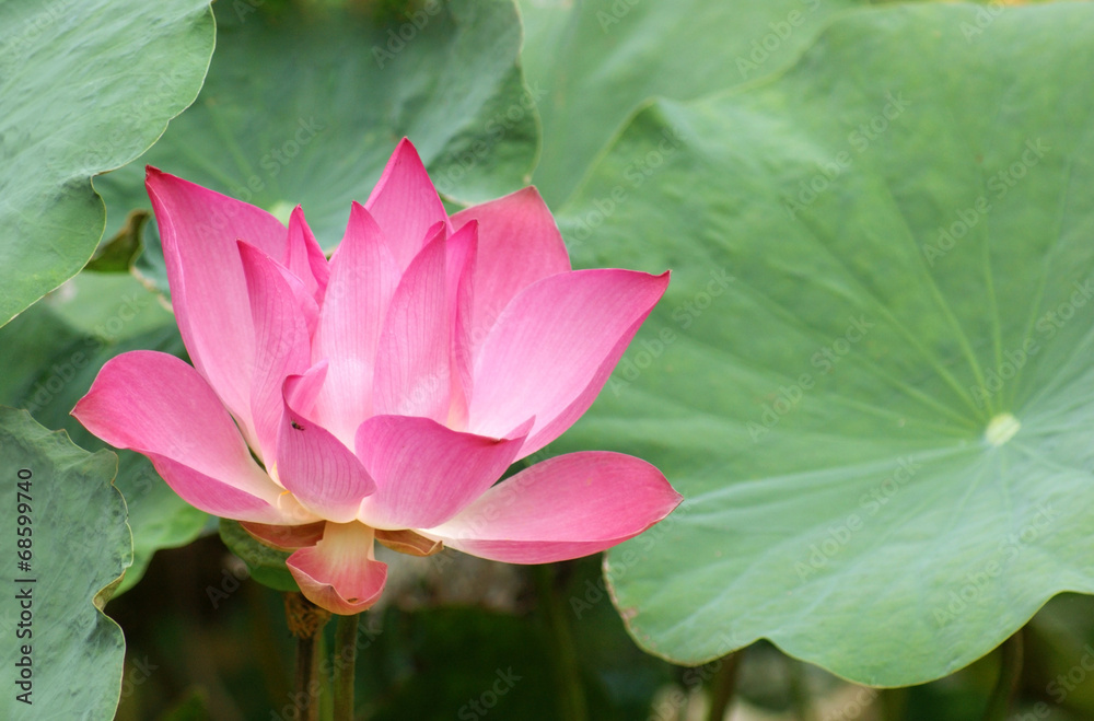 lotus flower