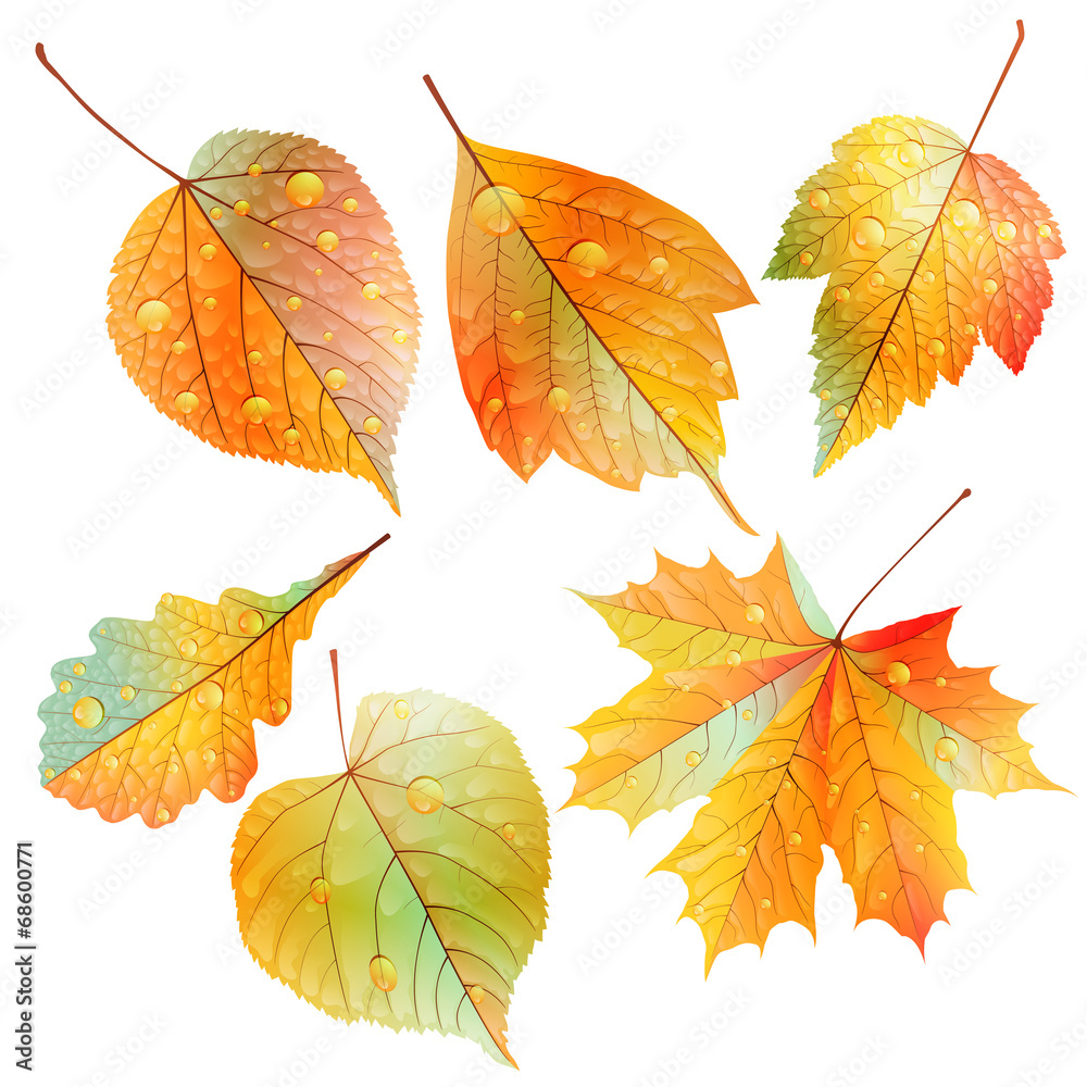 Naklejka premium Set of colorful autumn leaves.